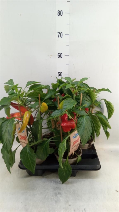 <h4>Capsicum annuum   ...peper</h4>