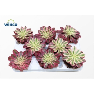Aeonium Pink Witch