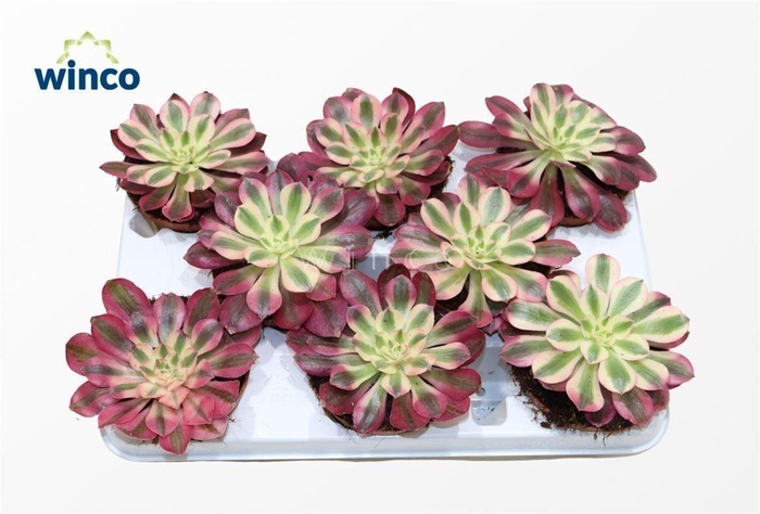 <h4>Aeonium Pink Witch</h4>