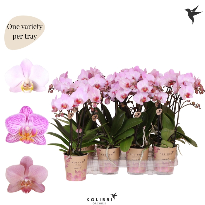 <h4>Kolibri Orchids Phalaenopsis Mineral pink 2 spike</h4>