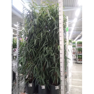 Ficus binn. 'Alii'