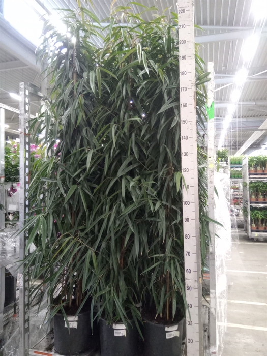 <h4>Ficus binn. 'Alii'</h4>