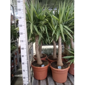 Yucca elephantipes 'Jewel'