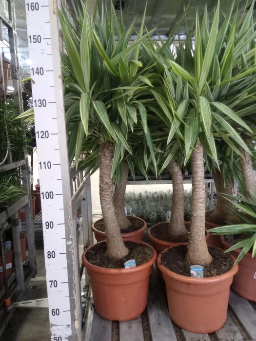 <h4>Yucca elephantipes 'Jewel'</h4>