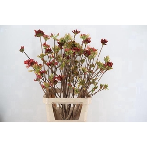 RHODO GEM