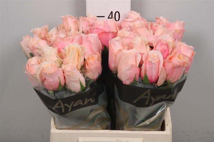 <h4>R Gr Pretty Pillow</h4>