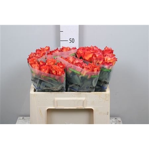 Rosa GR 'Free Spirit'