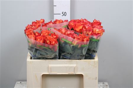 <h4>Rosa GR 'Free Spirit'</h4>
