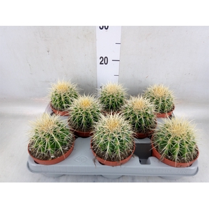 Echinocactus grusonii