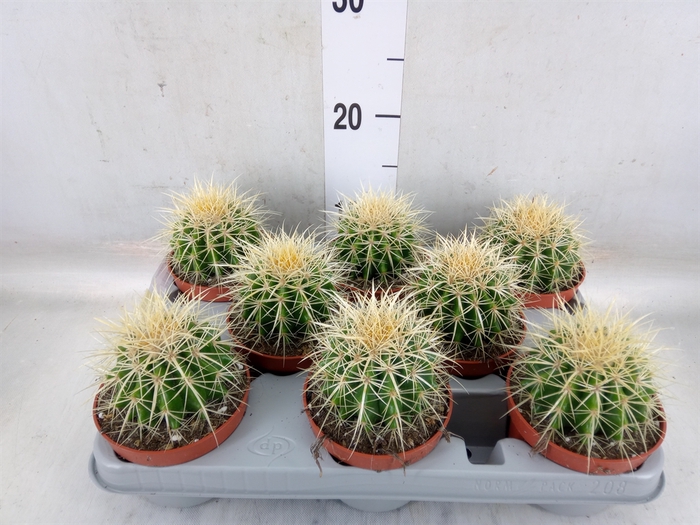 <h4>Echinocactus grusonii</h4>