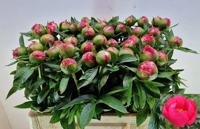 <h4>PAEO HH FLAME</h4>