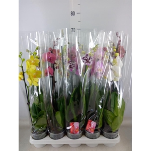 Phalaenopsis   ...mix