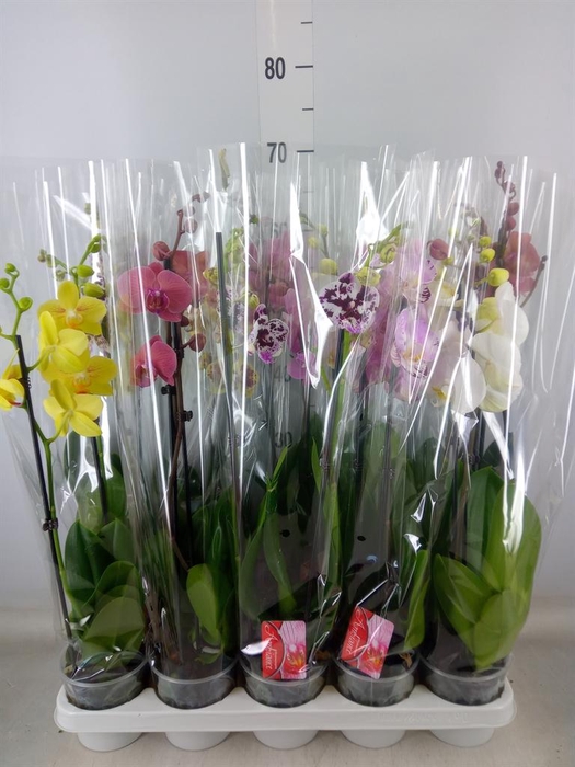 <h4>Phalaenopsis   ...mix</h4>