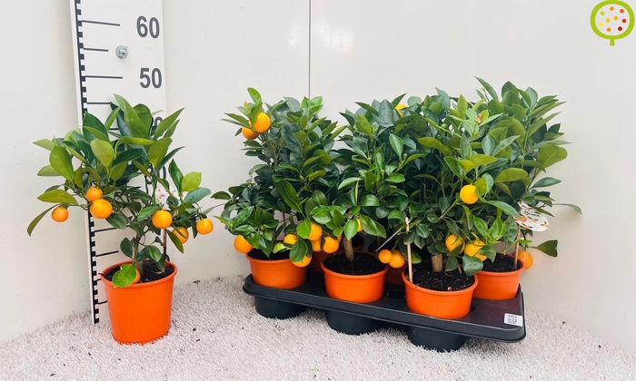 <h4>CITR MICROCARPA</h4>