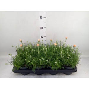 Rhodanthemum hosm. 'Zagora Orange'