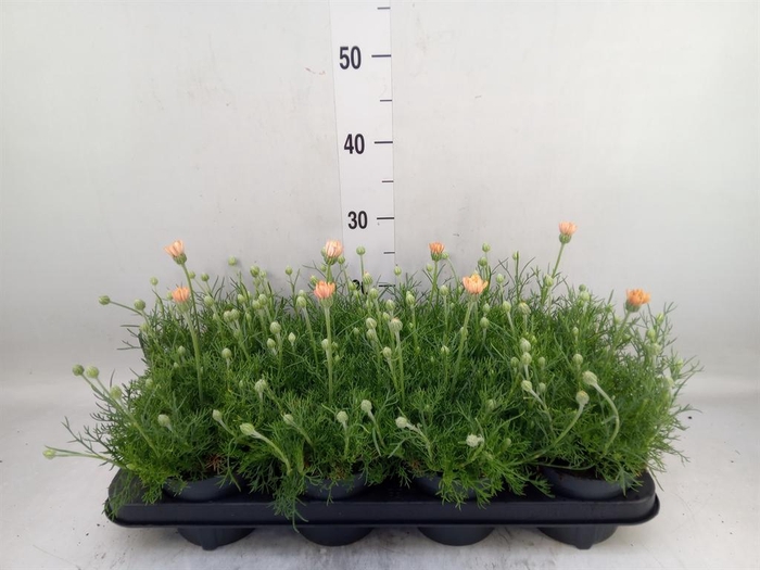 <h4>Rhodanthemum hosm. 'Zagora Orange'</h4>