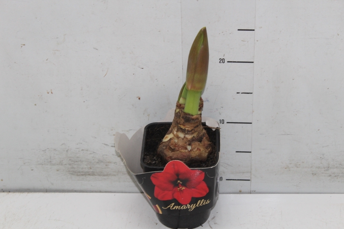 <h4>AMARYLLIS P14 VERMELHO MIN 2 HT</h4>