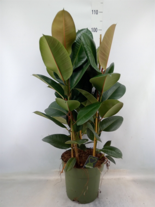 <h4>Ficus elastica 'Robusta'</h4>