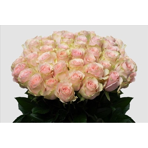 Rosa ec frutetto
