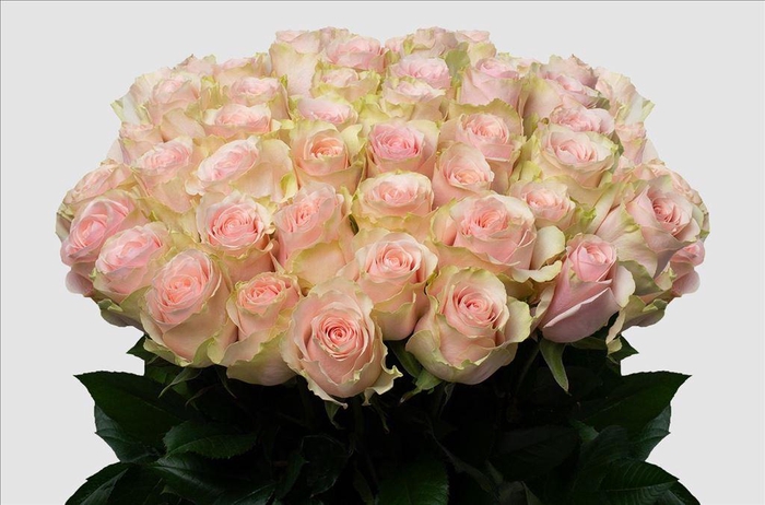 <h4>Rosa ec frutetto</h4>