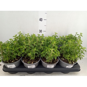 Origanum vulgare