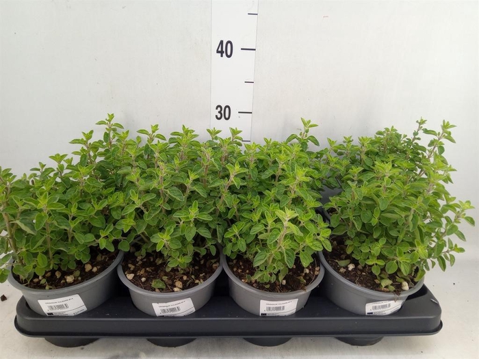 <h4>Origanum vulgare</h4>