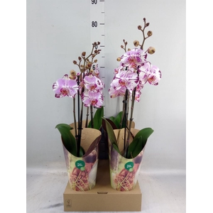 Phalaenopsis  'FC Magic Art'