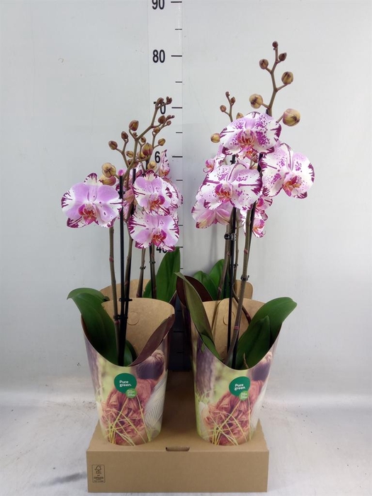 <h4>Phalaenopsis  'FC Magic Art'</h4>