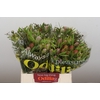 Kaaps Groen Cone Mix Large