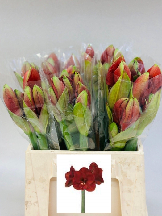 <h4>HIPP GA FERRARI</h4>