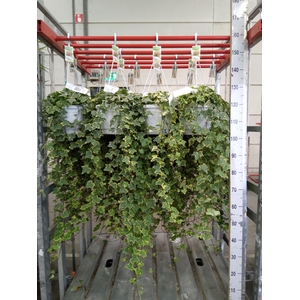 Hedera helix 'Goldchild'