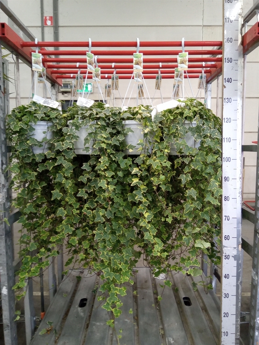 <h4>Hedera helix 'Goldchild'</h4>