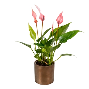 Anthurium 7 cm Lilli in Bella Keramiek