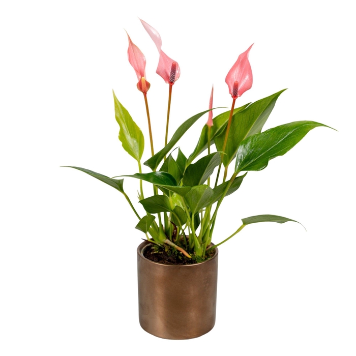 <h4>Anthurium 7 cm Lilli in Bella Keramiek</h4>