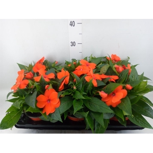 Impatiens NG 'ColPow Orange Red'