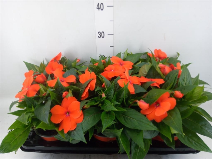 <h4>Impatiens NG 'ColPow Orange Red'</h4>