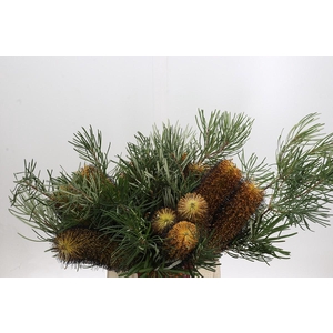 Banksia Spinulosa