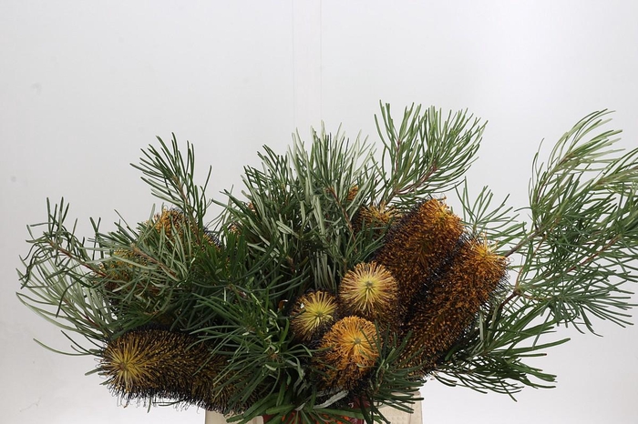 <h4>Banksia Spinulosa</h4>