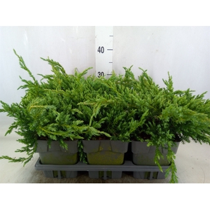 Juniperus squamata 'Blue Carpet'