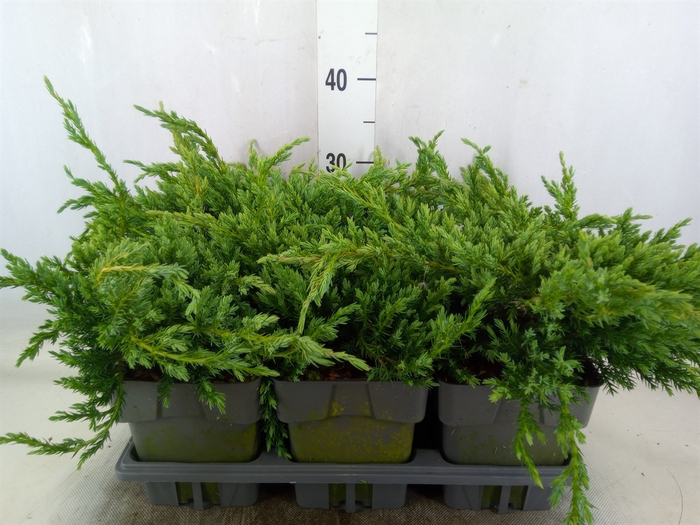 <h4>Juniperus squamata 'Blue Carpet'</h4>