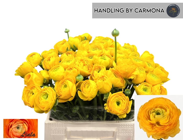 <h4>RAN EL YELLOW</h4>