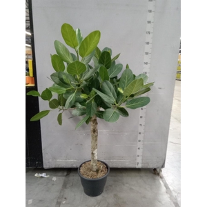 Ficus benghalensis 'Audrey'