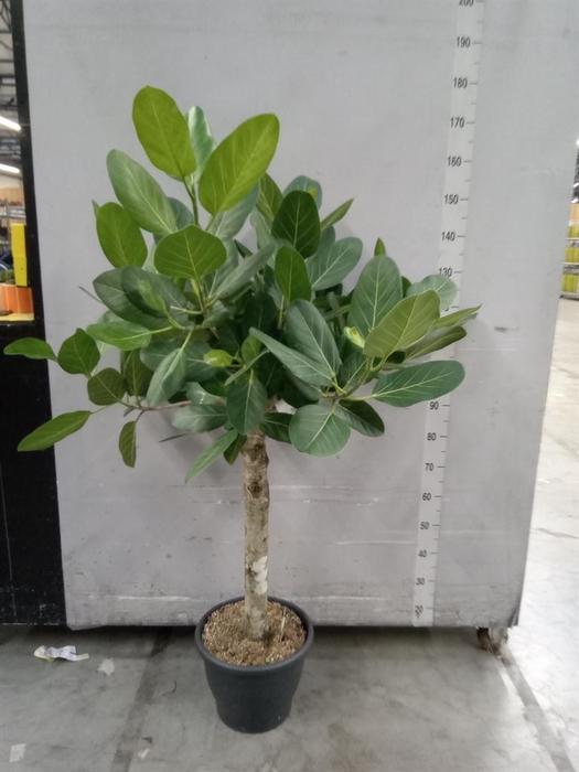 <h4>Ficus benghalensis 'Audrey'</h4>