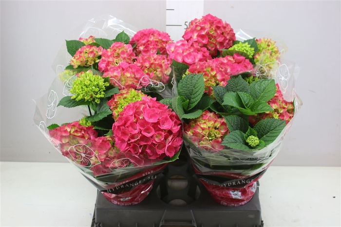 <h4>Hydrangea Amsterdam 8-9</h4>
