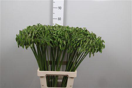<h4>Agap Ov Groen</h4>