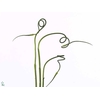 Allium Ophioscornium