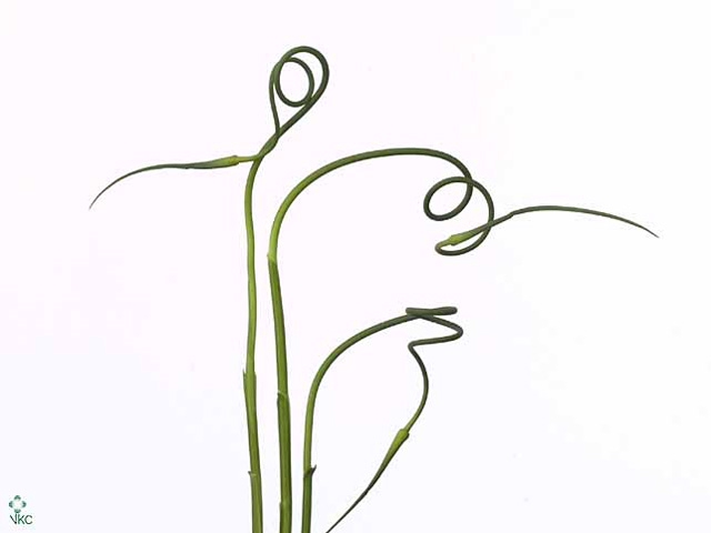 Allium Sat Ophiosco