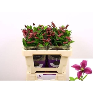 CLEMATIS INSPIRATION