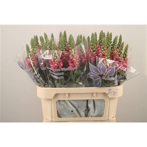 Antirrhinum Nl. Dark Pink Cool