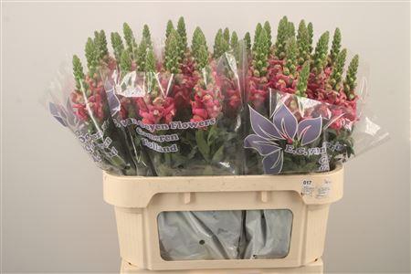 <h4>Antirrhinum Nl. Dark Pink Cool</h4>